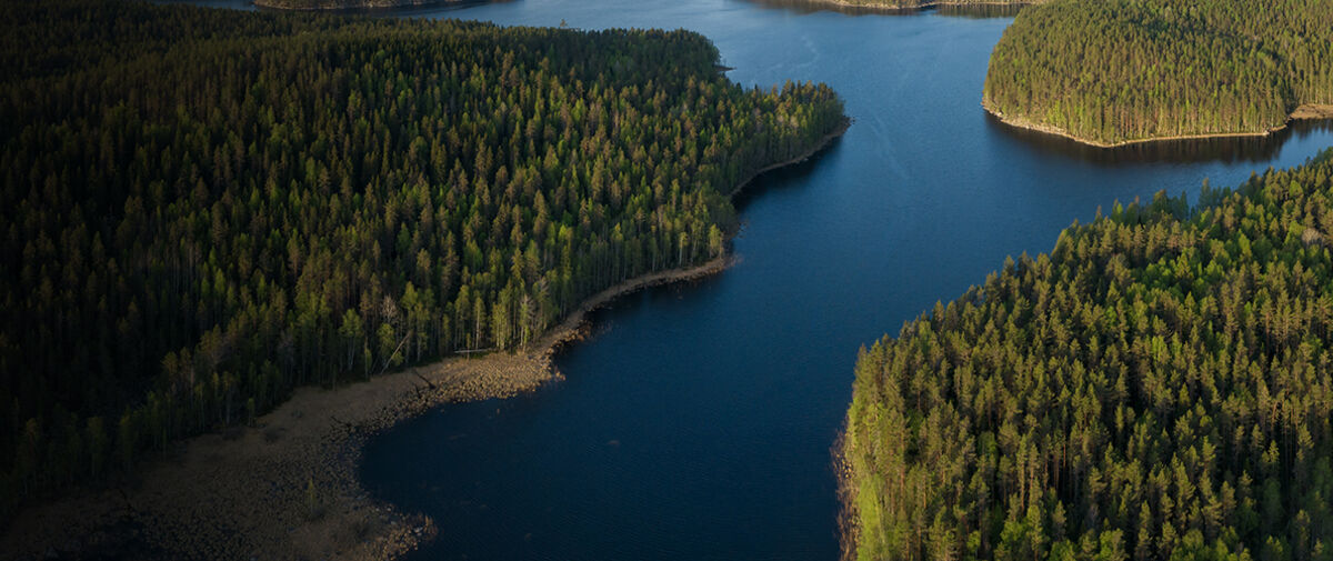 Trees and lake